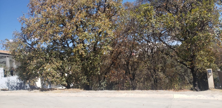 RANCHO SAN JUAN, ,Terreno,En Venta,1103