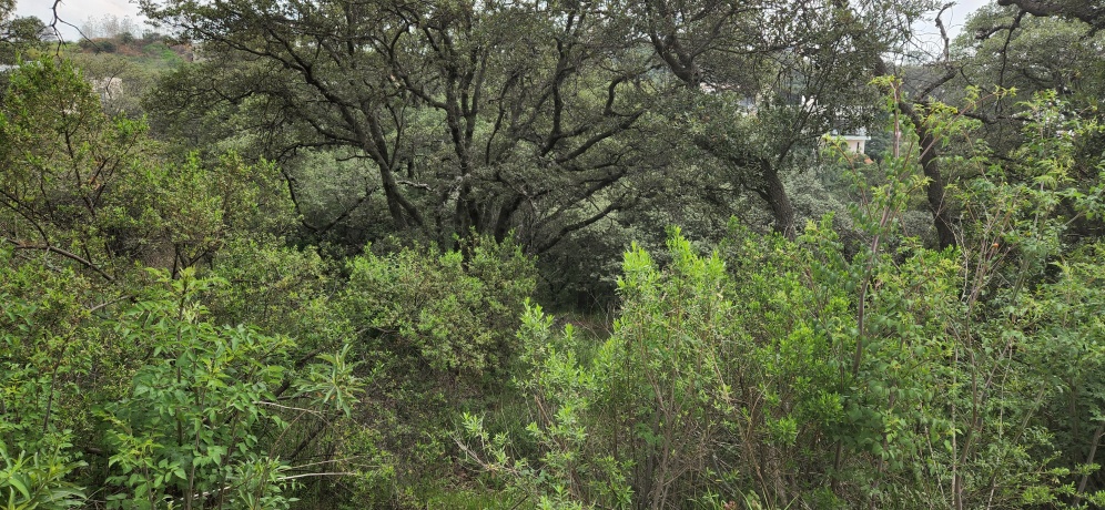 RANCHO SAN JUAN, ,Terreno,En Venta,1169